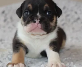 Dax Sold - Bulldog Puppy for sale