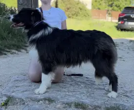 Echo - Border Collie Puppy for sale