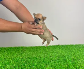Lola - Chihuahua Angebotener Welpe
