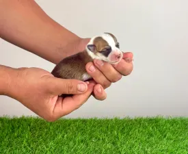 Ayka - Welsh Corgi Pembroke Angebotener Welpe
