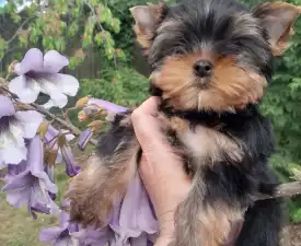 Shazam - Yorkshire Terrier Puppy for sale