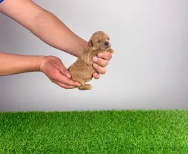 Ninca - Poodle Miniature Puppy for sale