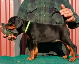 Irina - Доберман Щенок на продажу