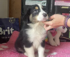 Black Tri Kan/ Male Nbt - Australian Shepherd Puppy for sale