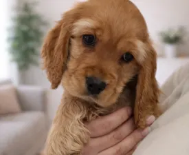 Charlie - Angol Cocker spániel eladó kiskutya