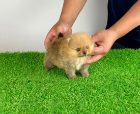 Tommy - Pomeranian eladó kiskutya