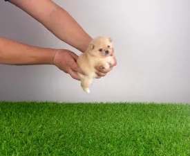 Unicorn - Pomeranian eladó kiskutya