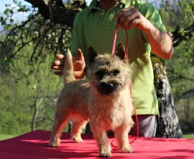 Irish  Man Russtil K.o. - Cairn Terrier Angebotener Welpe