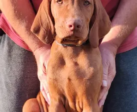 Somlo Spirit Bombay Sapphire - Hungarian Short-haired Vizsla Puppy for sale