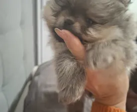 Aisa - Pomeranian eladó kiskutya