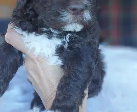 Ürömi Szarvasgombász David - Romagna Water Dog Puppy for sale