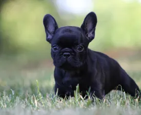 Bagira - French Bulldog Puppy for sale