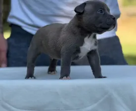 Rocky - American Bully - Pocket Puppy for sale