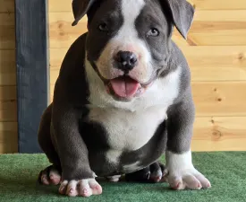 Bbb - Amerikai Bully - Pocket eladó kiskutya