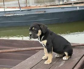 Sofi - Cane Corso Štěně na prodej