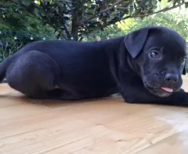 Buster - Cane Corso eladó kiskutya