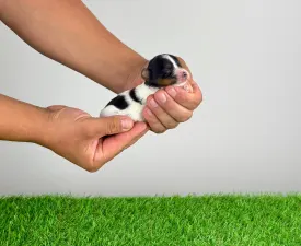 Fabio  - Biewer Terrier Cățeluș de vânzare
