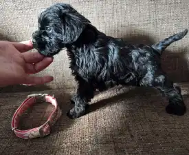 Black Hiara - Miniature Schnauzer Puppy for sale