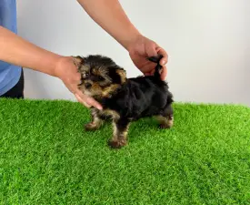 Riffraff - Yorkshire Terrier Angebotener Welpe