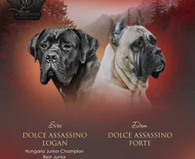 Amore Redentore Ant - Cane Corso Italiano Puppy for sale