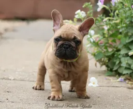 Yoda - French Bulldog Puppy for sale