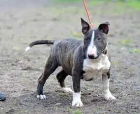 Atlasz - Miniature Bullterrier Puppy for sale
