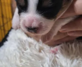 Cayman - Border Collie Puppy for sale