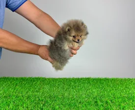 Fluffy - German Pomeranian Spitz Puppy for sale