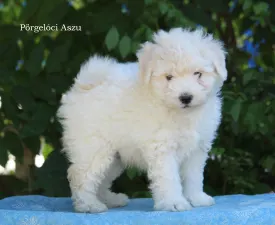 Aszú - Puli eladó kiskutya