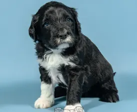 Yamaha Do Veleiro Nagual - Portuguese Water Dog Puppy for sale