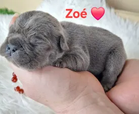 Zoé  - French Bulldog Puppy for sale