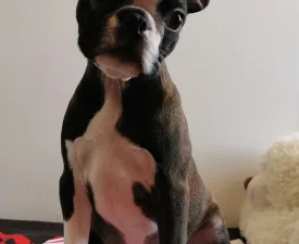 Wide Wings Brownie - Boston Terrier Puppy for sale