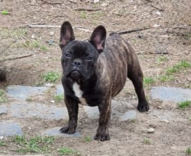 Top Of The Hunterberg Ursus - Bouledogue français Chiot à vendre