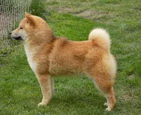 Bosco - Shiba eladó kiskutya