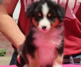 Dailos Cadbury - Australian Shepherd Angebotener Welpe