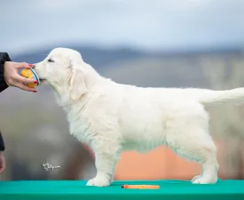 Orange Girl - Golden Retriever Puppy for sale