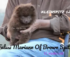 Falusi Mariann Of Brown Spitz - Petit spitz Chiot à vendre