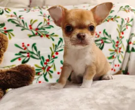 Xamin  - Chihuahua Angebotener Welpe