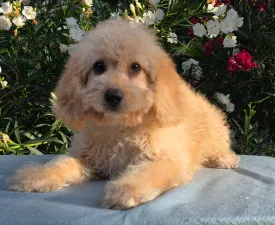 Frakkbob ( Health Tested) - Cavapoo eladó kiskutya