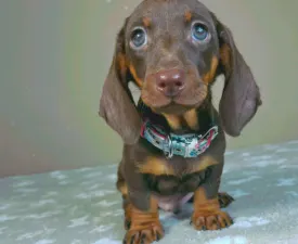 Arnold  - Tacskó eladó kiskutya