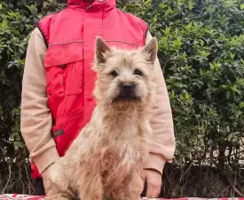 Arnold Russtil K.o. - Cairn Terrier Angebotener Welpe