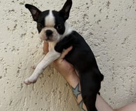 Franciska - Boston Terrier Angebotener Welpe