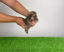 Pando - Pomeranian Cățeluș de vânzare