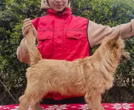 Amiral Russtil K.o. - Cairn Terrier Angebotener Welpe