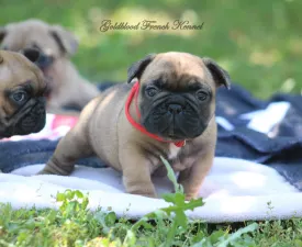 Yara - Francia bulldog eladó kiskutya