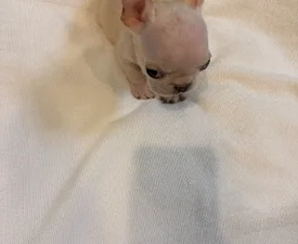 Platinum  - Französische Bulldogge Angebotener Welpe