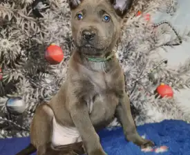 Bailey Wild-romance Of Chiang Exotic Wolfs - Thai Ridgeback Dog Puppy for sale