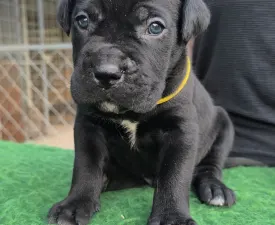 Ethan - Cane Corso Italiano Cucciolo in vendita