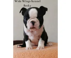 Wide Wings Becky - Boston Terrier Puppy for sale