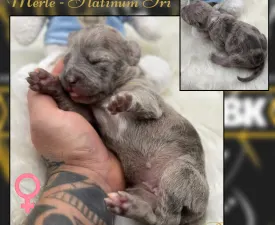 Aurora - American Bully - XL Angebotener Welpe